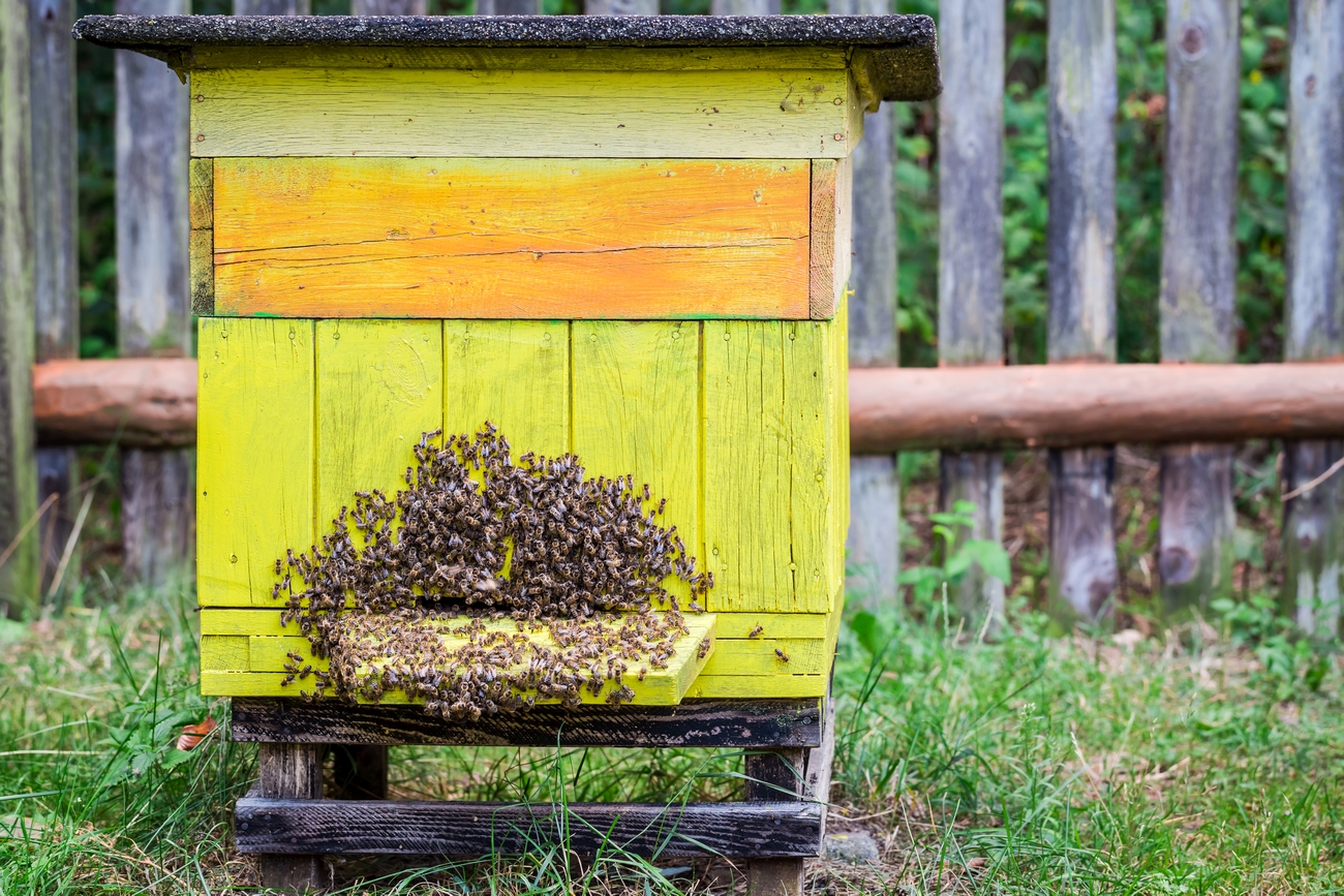 natural beehives in garden in summer poland 2023 11 27 04 56 28 utc